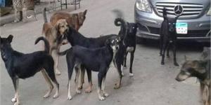 3 شروط وضعها القانون لحيازة الحيوانات الخطرة والكلاب