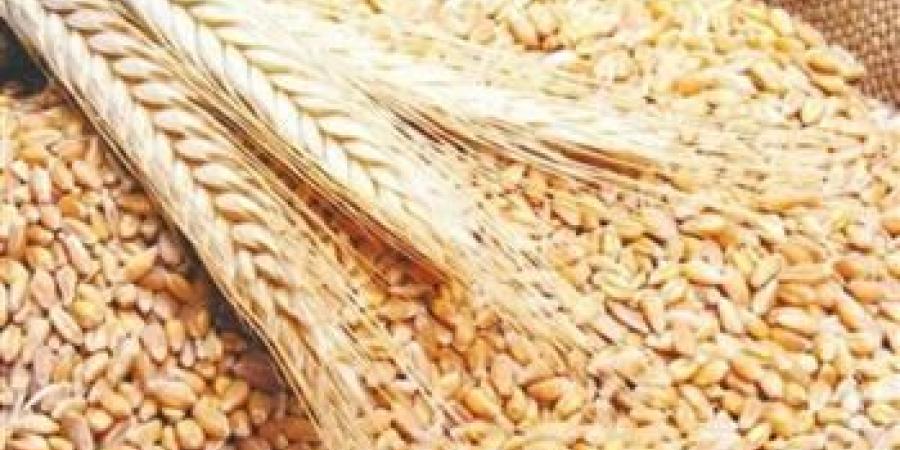 لتحقيق 62% اكتفاء ذاتي.. وزير الزراعة: خطة لزراعة 4.5 مليون فدان قمح بحلول 2030