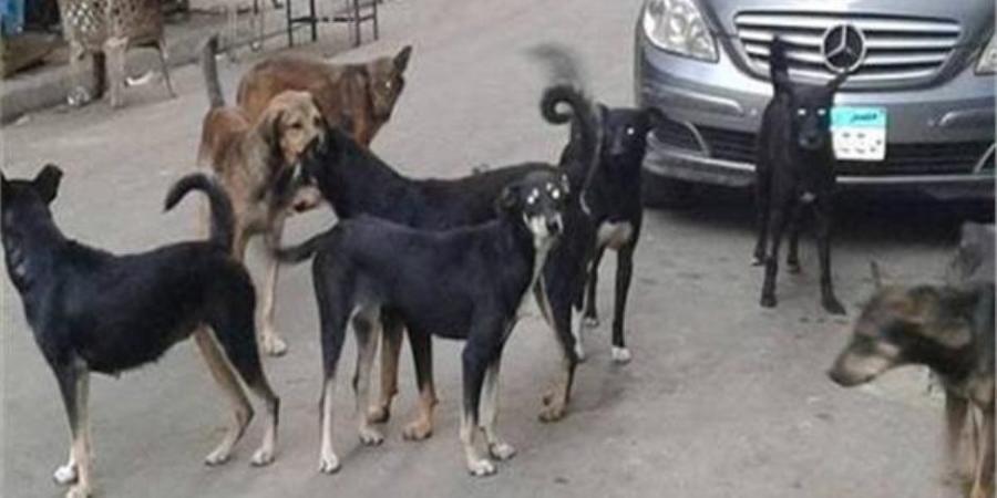 3 شروط وضعها القانون لحيازة الحيوانات الخطرة والكلاب