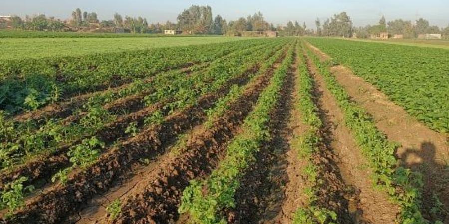 «أيام الحيرة» تربك حسابات المزارعين.. كيف تحمى المحاصيل من تقلبات الطقس؟ :اليوم السابع