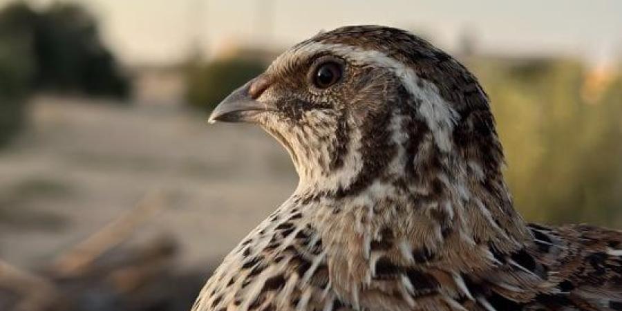 ضوابط صيد الطيور البرية موسم 2026-2027.. أبرزها حظر الصيد بالمحميات الطبيعية :اليوم السابع