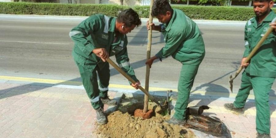 خلال شهر.. زراعة مسطحات خضراء بمساحة 11 ألف متر مربع في الظهران